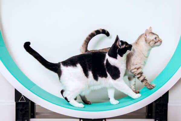 Kuva: Kaksi kissaa Ferris-juoksupyoralla