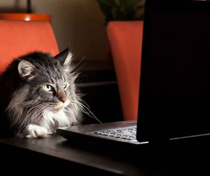Kissa tietokoneella