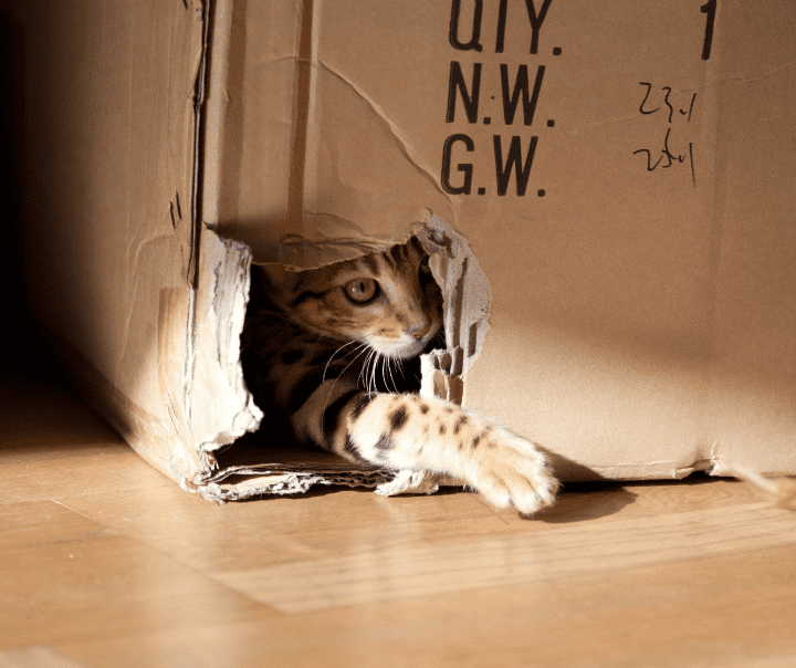 Bengal cat in carton box