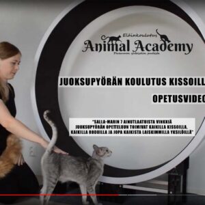 Koulutusvideo kissan juoksupyörän käyttöön