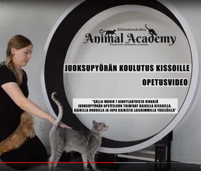 Koulutusvideo kissan juoksupyörän käyttöön